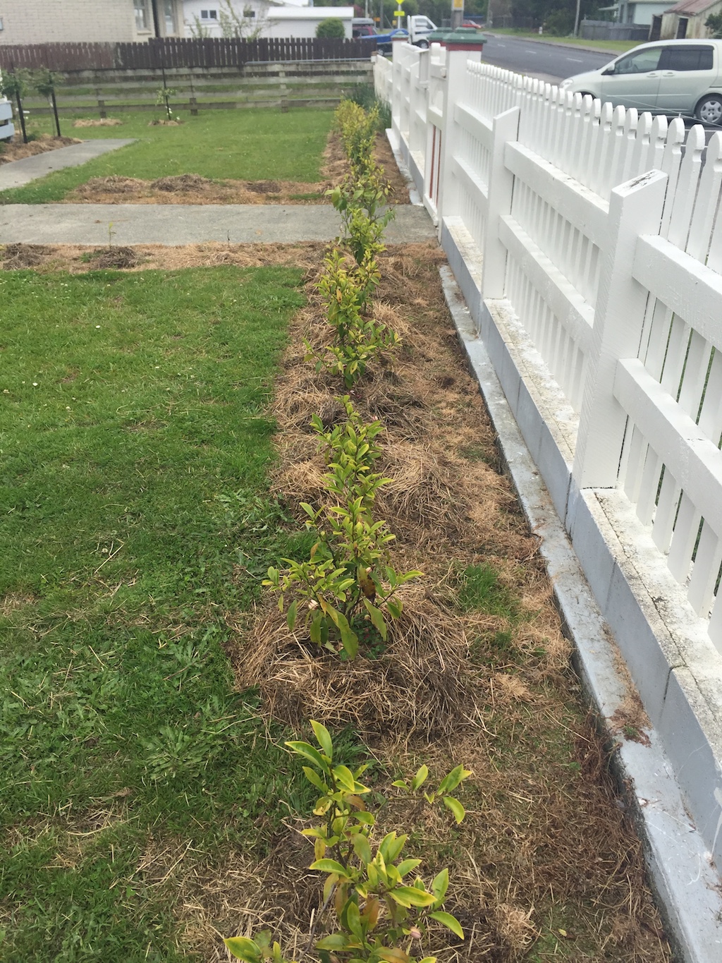 early hedge planting from small plants to large hedges